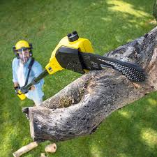 Professional Tree Removal and Landscaping Services in Kidron, OH